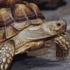 В Казанском зоопарке появилась редчайшая черепаха 