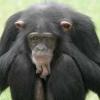 В казанском зоопарке поселились шимпанзе