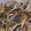Казанец дома выращивал галлюциногенные грибы