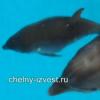 Вторые в истории России роды дельфинов в искусственной среде, дважды случились именно в Татарстане