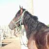 За кражу лошади осужден фермер в Татарстане