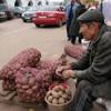 В Татарстане частники могут потерять урожай картофеля