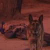 Верный пес не пускал никого к хозяину, который неподвижно  лежал на асфальте в Казани (ВИДЕО)