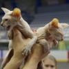 В Татарстане проходит выставка кошек (ФОТО)