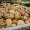 Земледелец из Татарстана собрал гигантский урожай картофеля