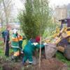 После «зеленого субботника» в Казани было похищено 13 посаженных деревьев
