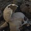 В Казани на улице Марджани рабочие обнаружили человеческие кости (ВИДЕО)
