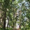Ноксинский лес в Казани станет парком городского значения