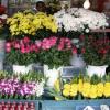 Вместе с цветами в Казань завезен опасный цветочный вредитель
