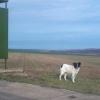На трассе в Татарстане  уже два месяца пес упорно ждет хозяина