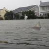 По улицам затопленного Нью-Джерси плавают акулы (ВИДЕО+ФОТО)