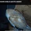 Необычные приключения австралийской совы в центре Казани (ВИДЕО)