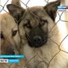 Приют бездомных животных в Татарстане просит помощи (ВИДЕО)
