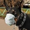 В Казани появился еще один вид гриппа - собачий
