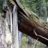 В Казани на пешехода упало дерево