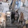 Массовые убийства собак в Казани признаны незаконными